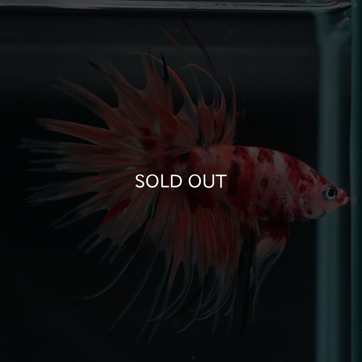 画像2: CT キャンディ (2)