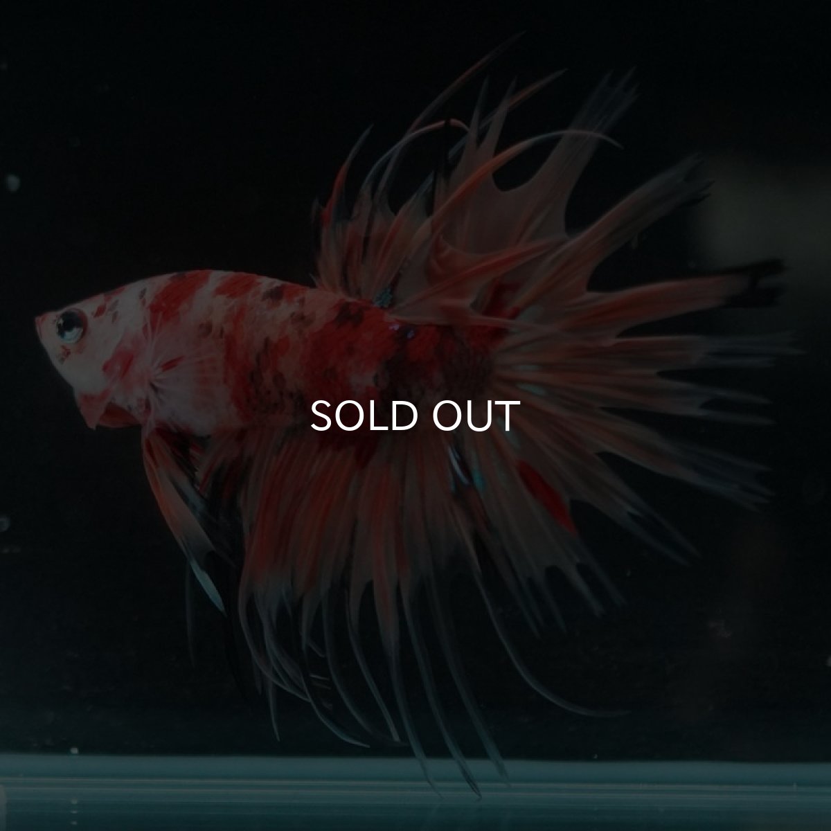 画像5: CT キャンディ (5)