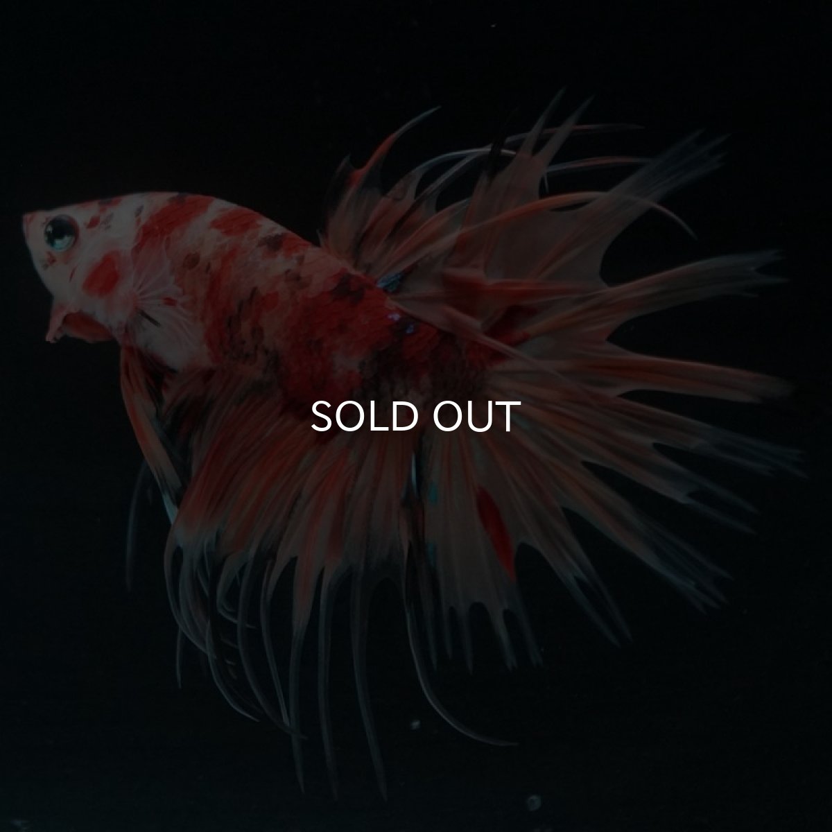 画像3: CT キャンディ (3)