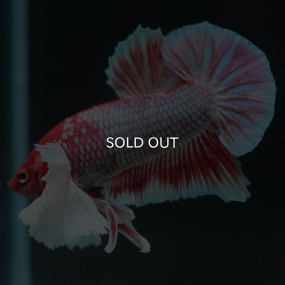 画像6: HMPKダンボ　ラベンダー (6)