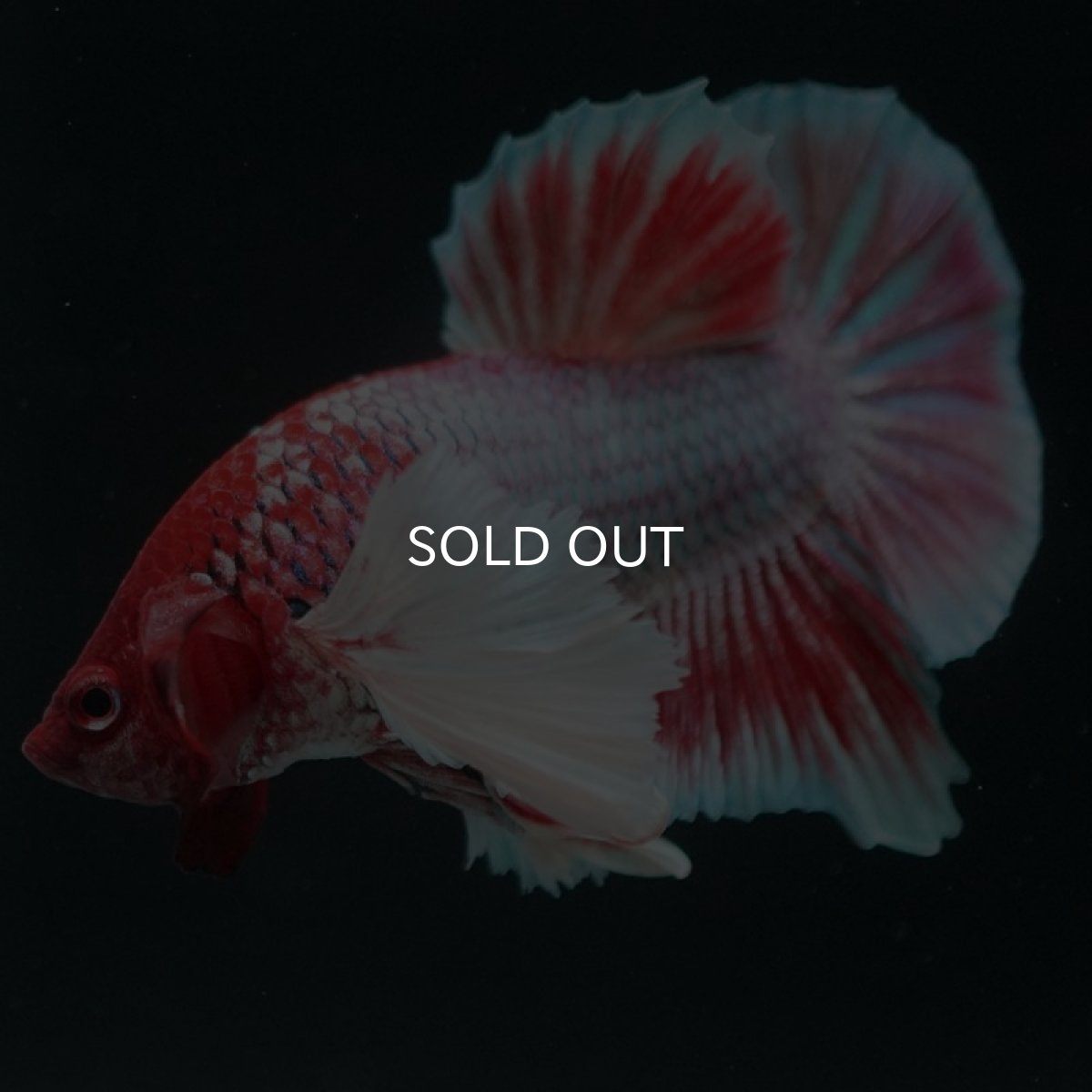 画像3: HMPKダンボ　ラベンダー (3)