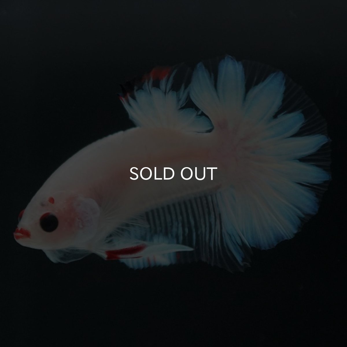 画像12: HMPK　ファンシー (12)