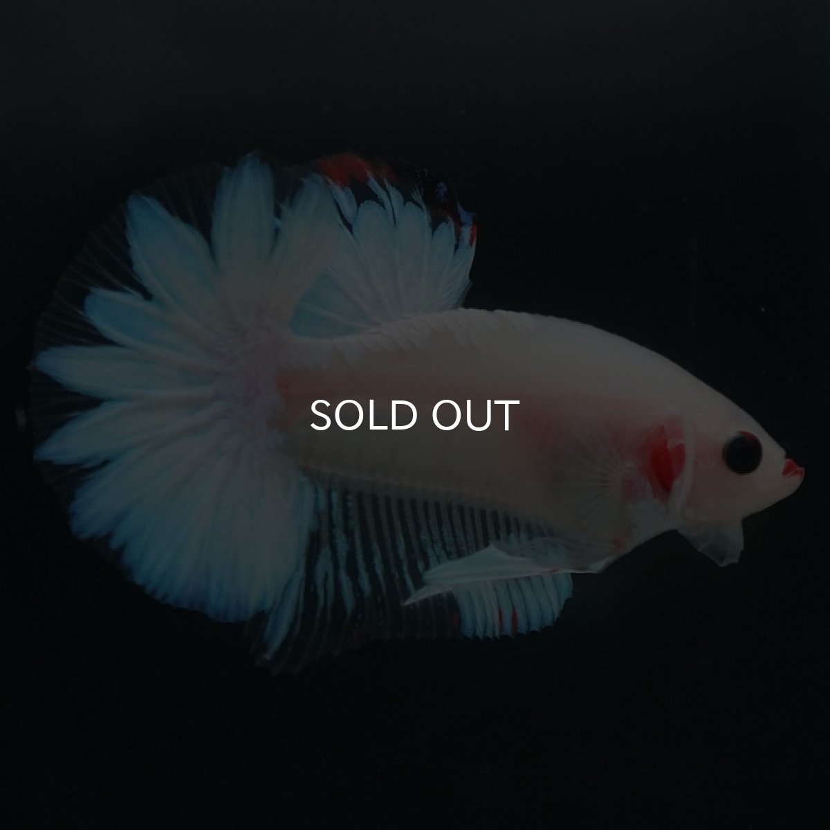 画像11: HMPK　ファンシー (11)