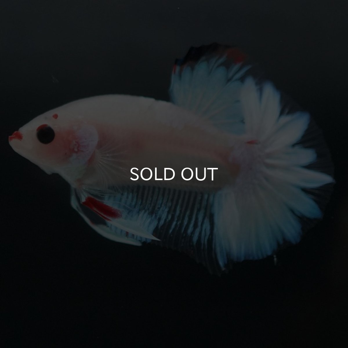 画像10: HMPK　ファンシー (10)