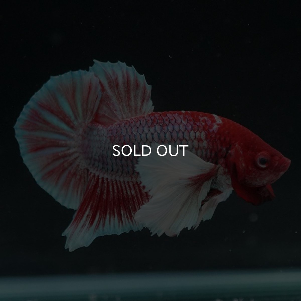 画像5: HMPKダンボ　ラベンダー (5)