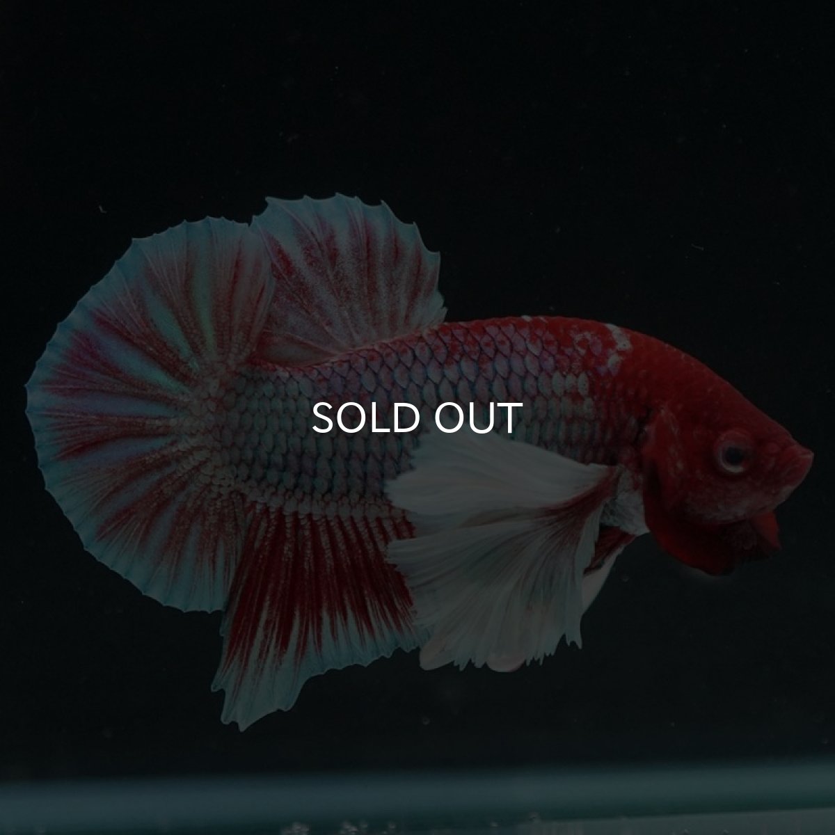 画像4: HMPKダンボ　ラベンダー (4)