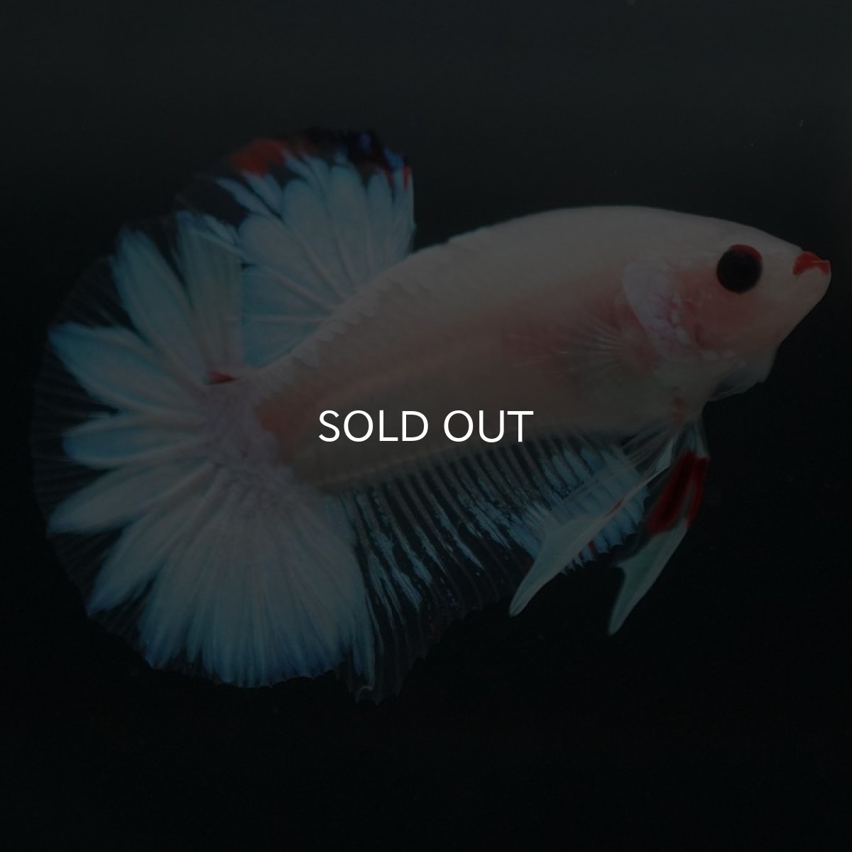 画像8: HMPK　ファンシー (8)