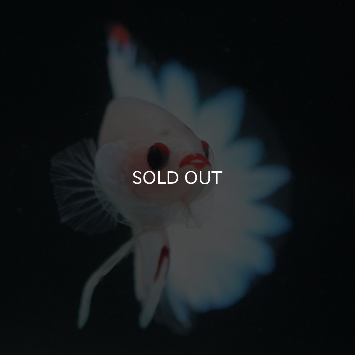 画像9: HMPK　ファンシー (9)