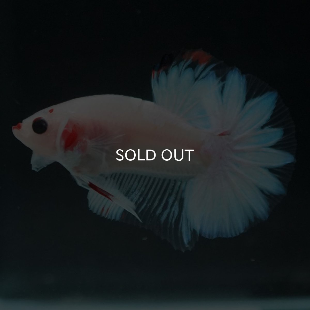 画像2: HMPK　ファンシー (2)