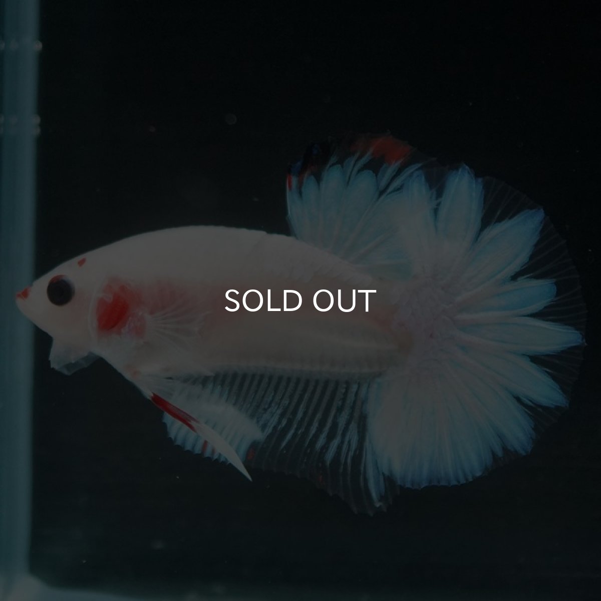 画像7: HMPK　ファンシー (7)