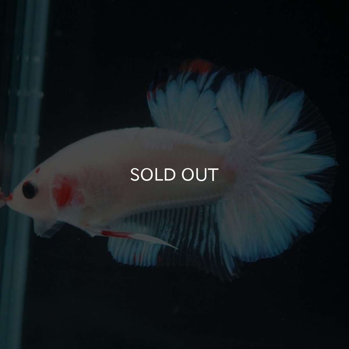 画像5: HMPK　ファンシー (5)