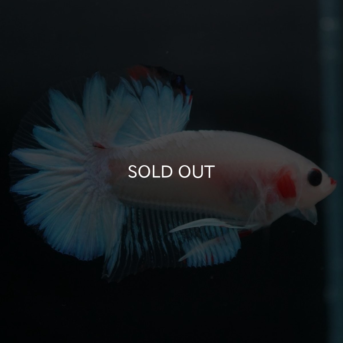 画像4: HMPK　ファンシー (4)