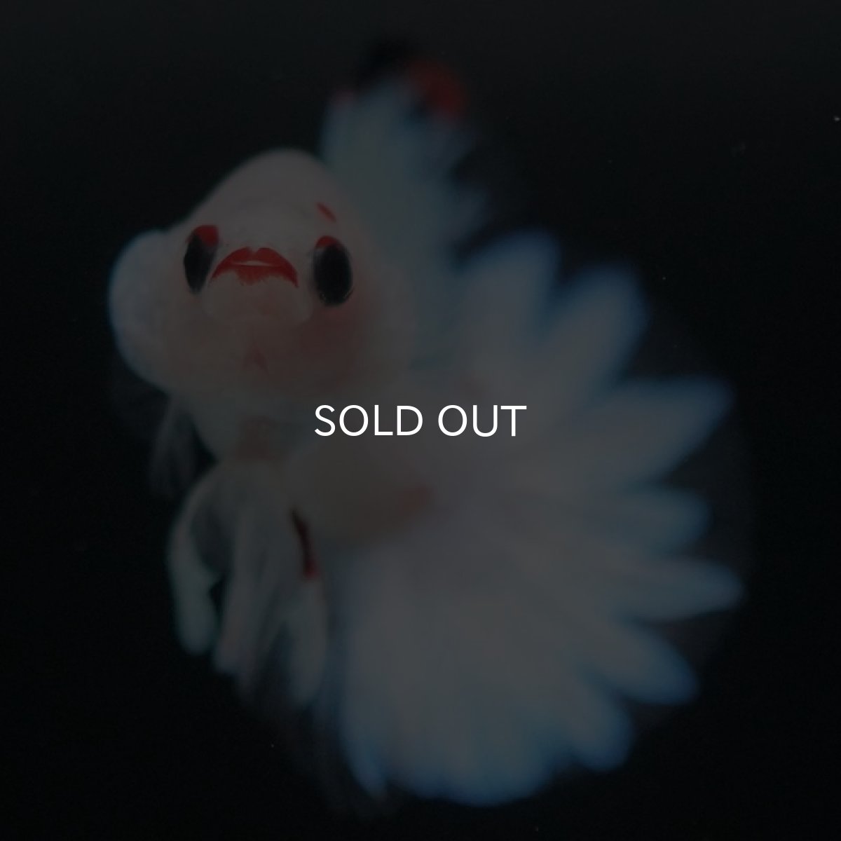 画像6: HMPK　ファンシー (6)