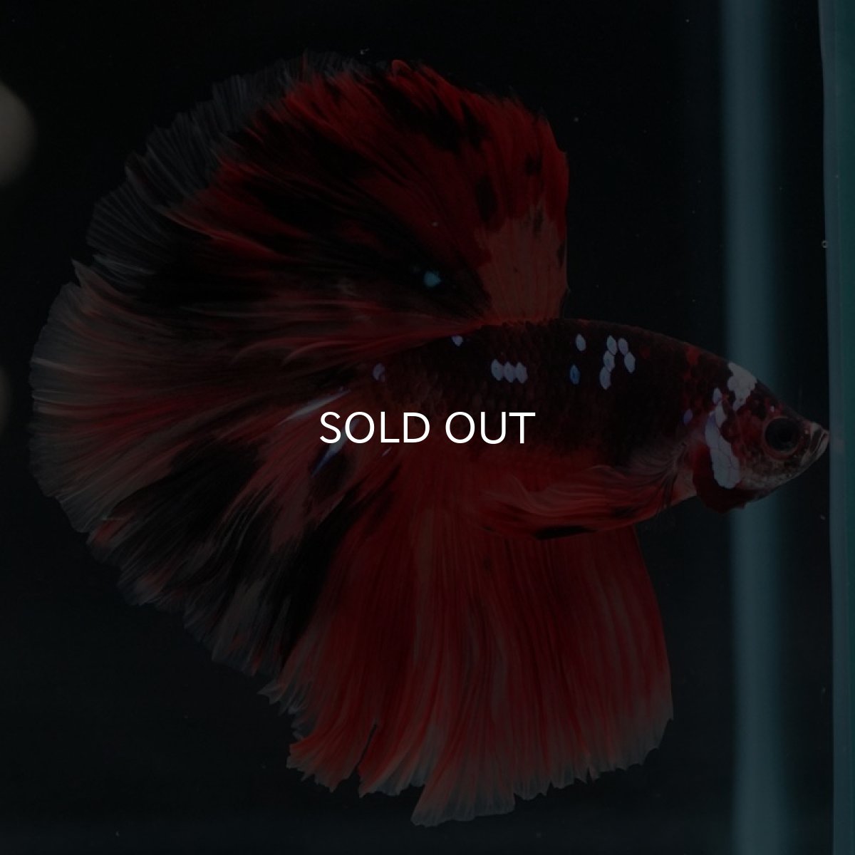 画像3: HM ブラックキャンディ (3)