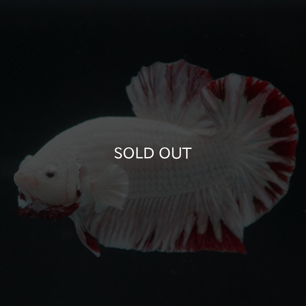 画像5: HMPK　プラチナレッドドラゴン　スノー (5)