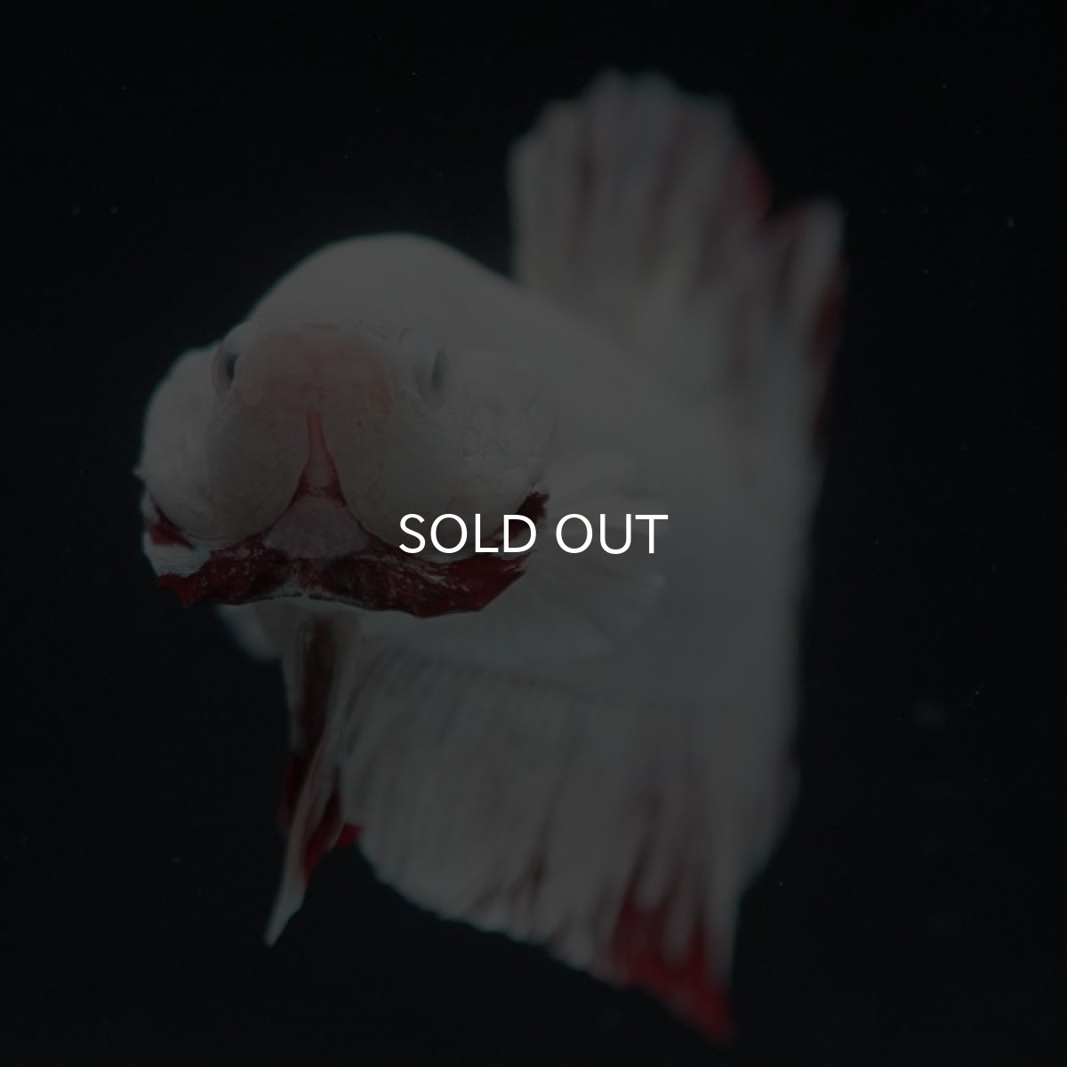 画像7: HMPK　プラチナレッドドラゴン　スノー (7)