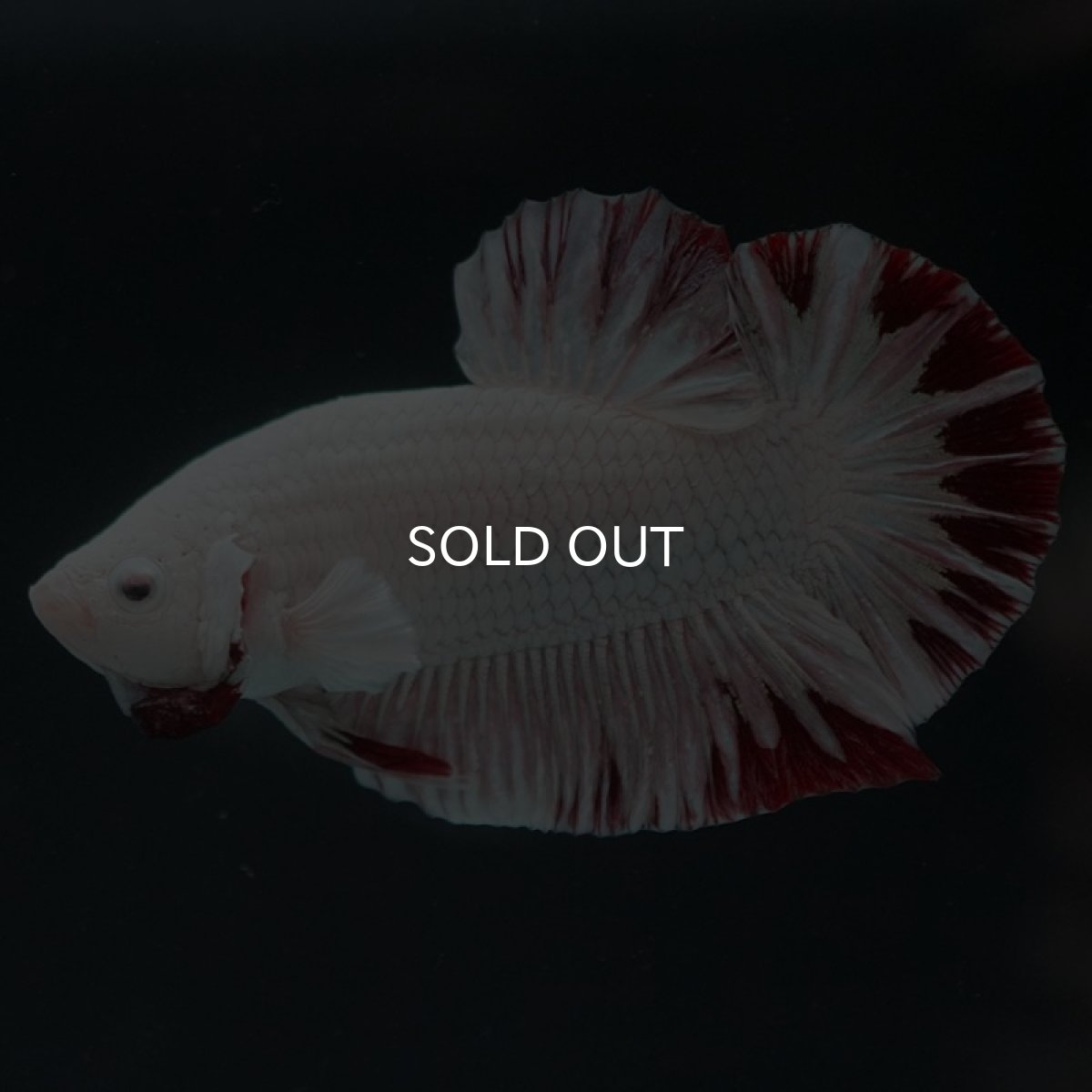 画像3: HMPK　プラチナレッドドラゴン　スノー (3)