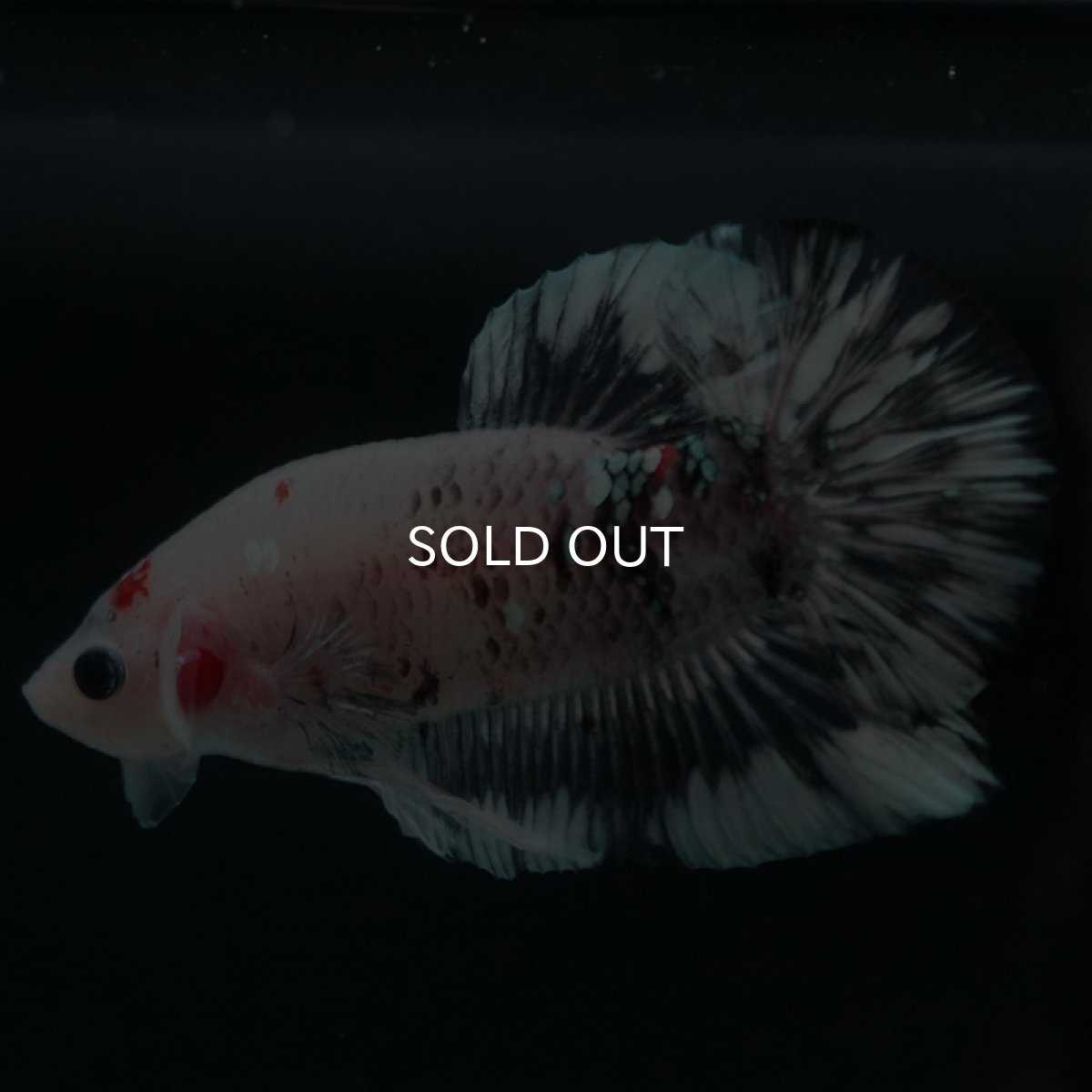 画像7: HMPK　鯉　変わり柄 (7)