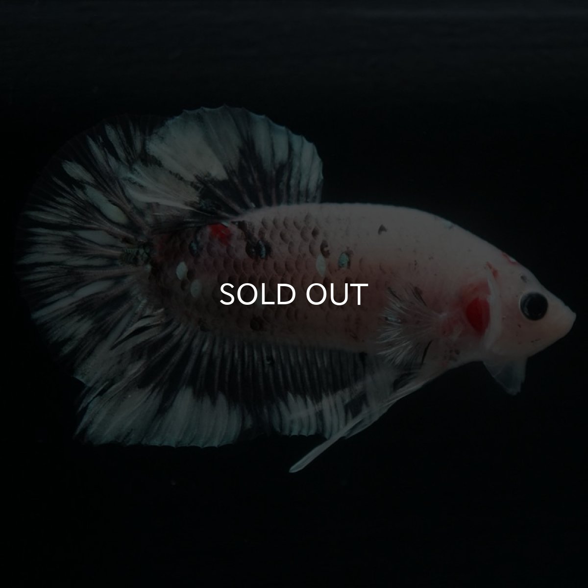 画像4: HMPK　鯉　変わり柄 (4)