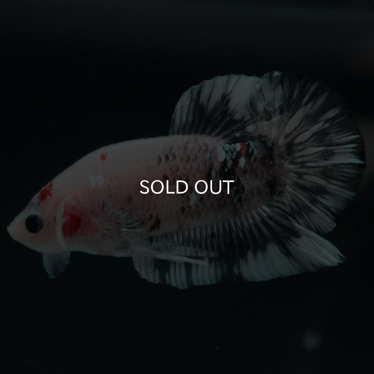 画像5: HMPK　鯉　変わり柄 (5)