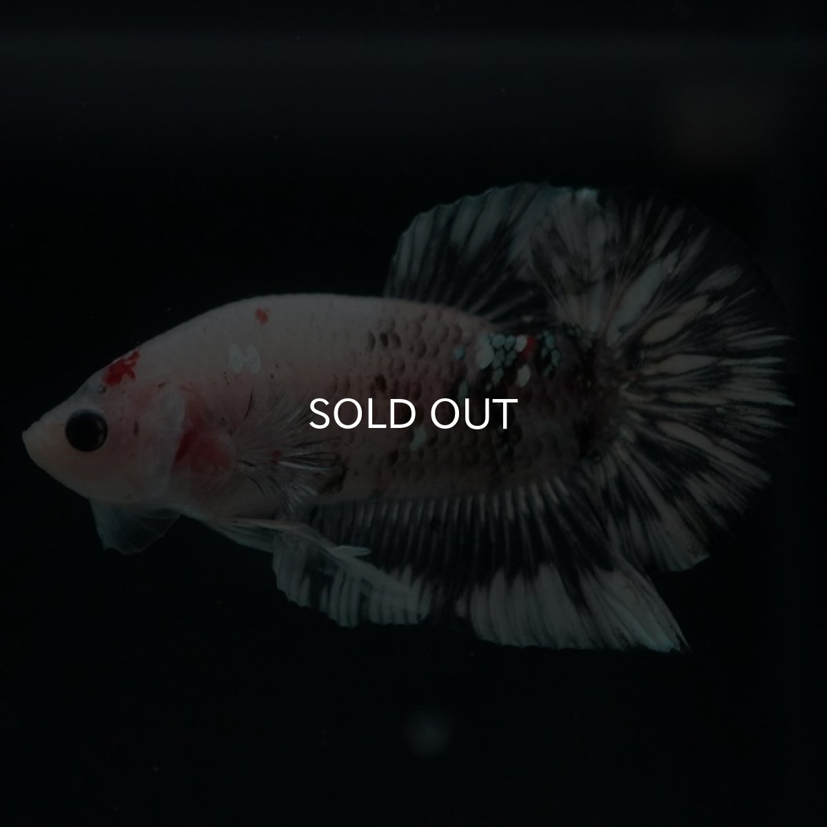 画像3: HMPK　鯉　変わり柄 (3)