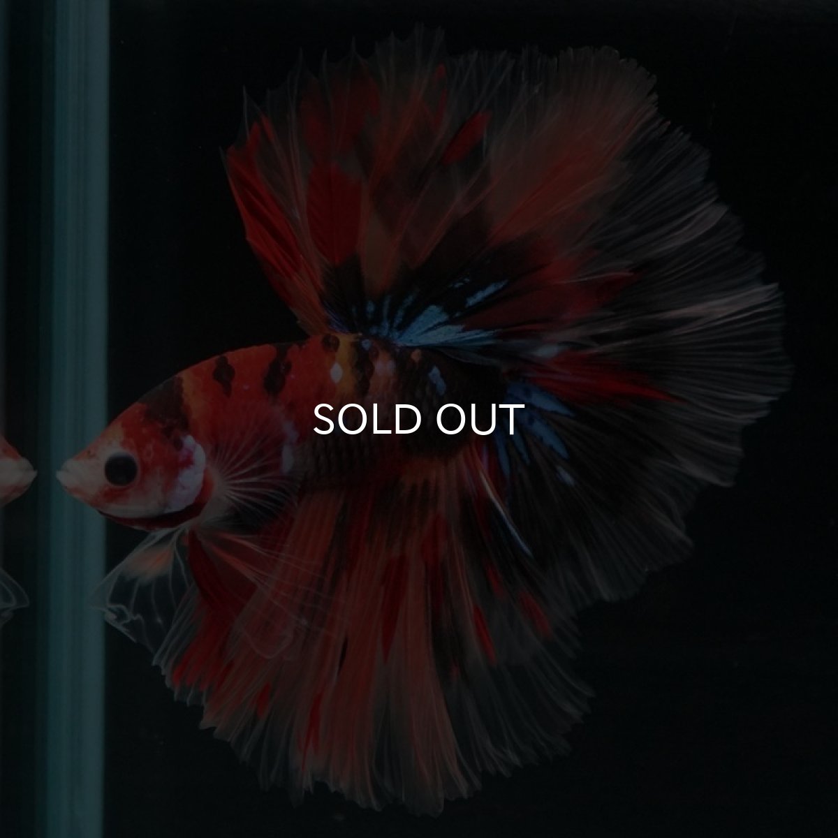 画像7: HM キャンディ (7)