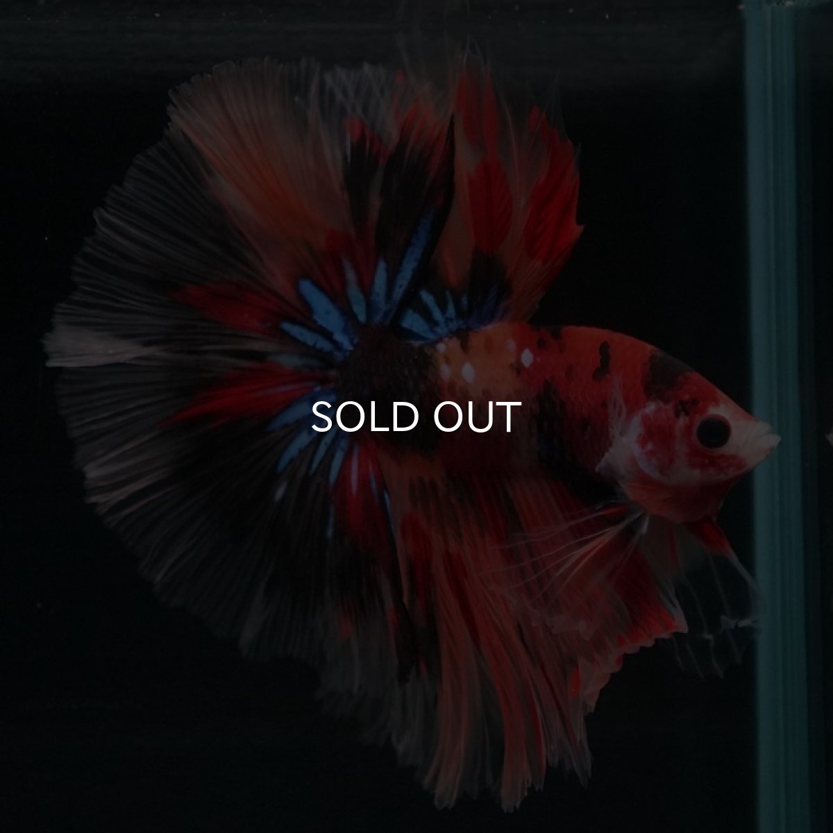 画像5: HM キャンディ (5)