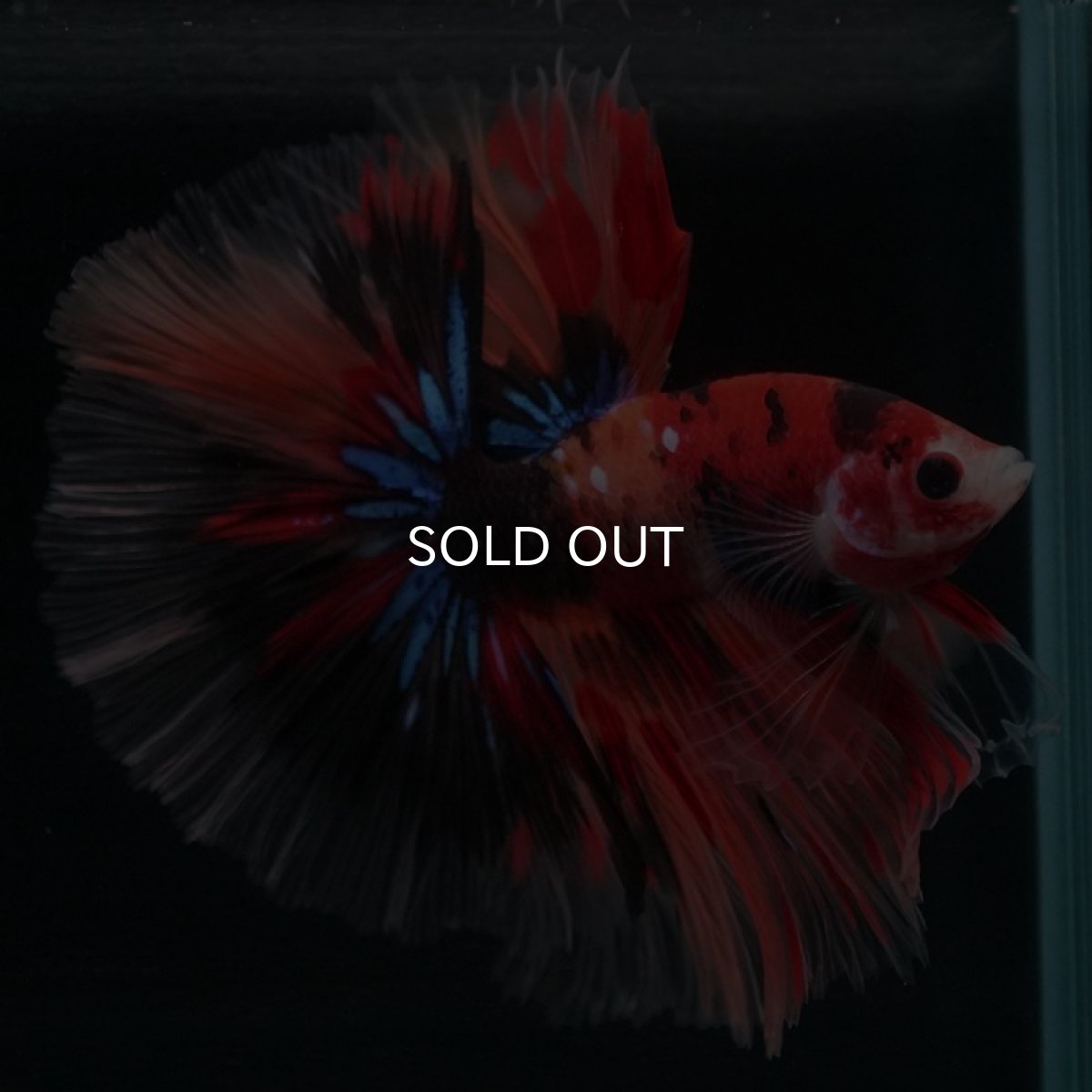 画像2: HM キャンディ (2)