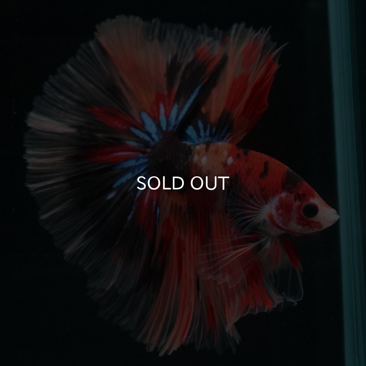 画像6: HM キャンディ (6)