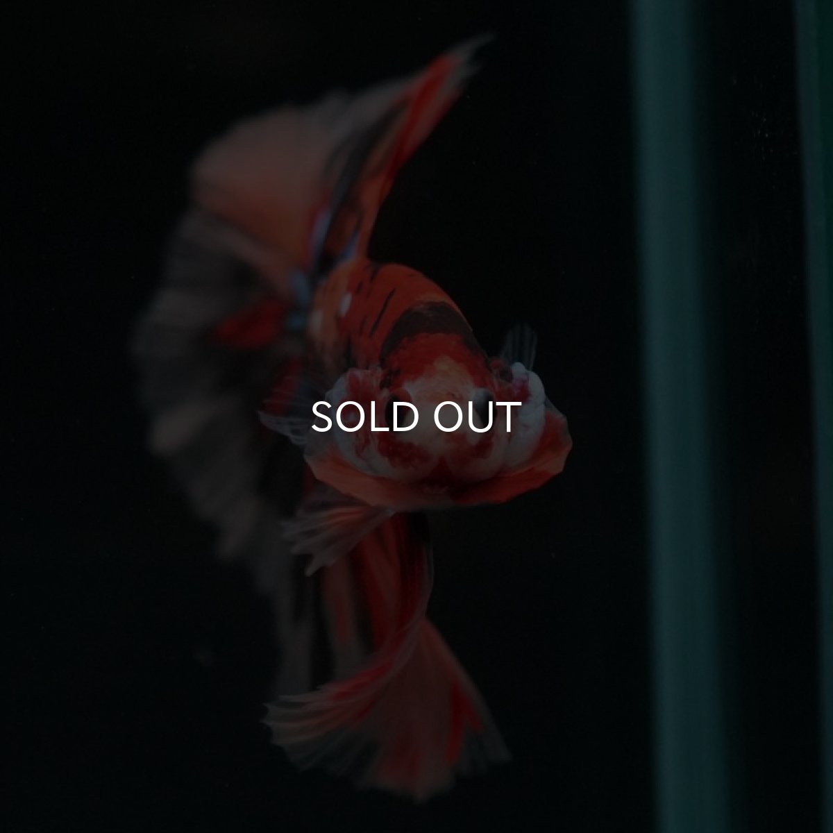 画像3: HM キャンディ (3)