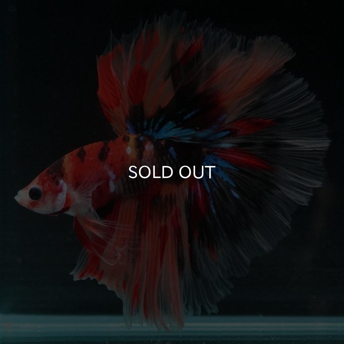 画像4: HM キャンディ (4)