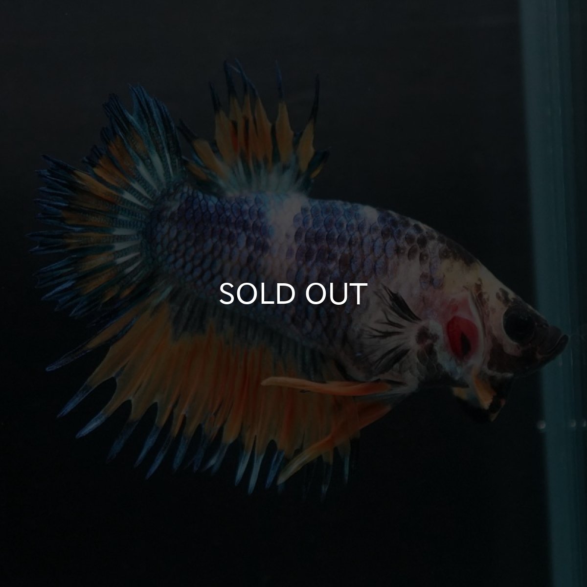 画像8: CTPK イエローファンシー (8)