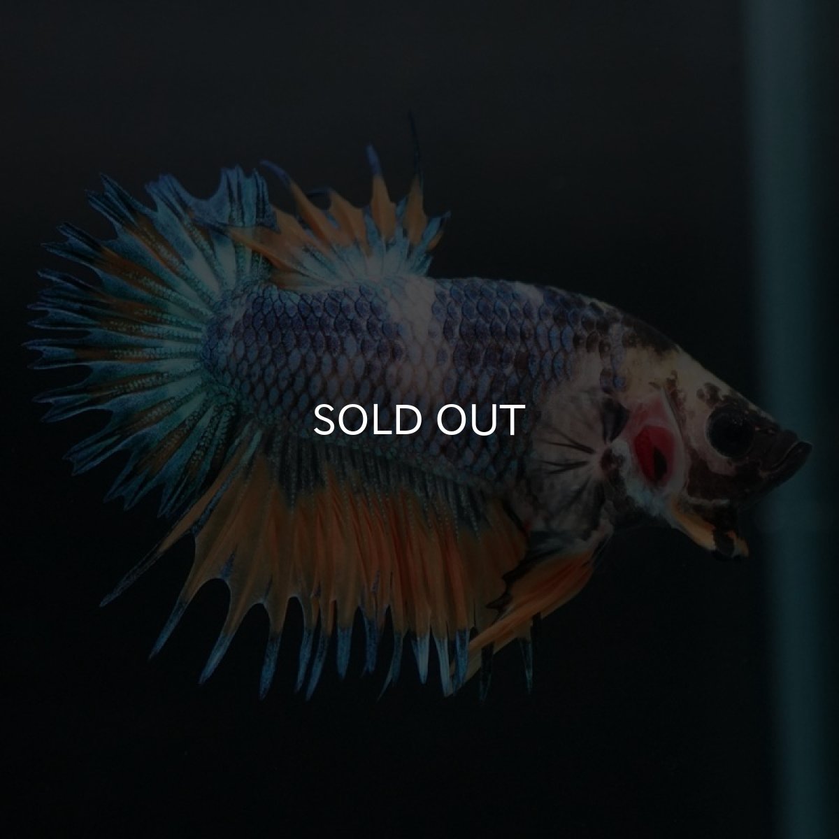 画像6: CTPK イエローファンシー (6)