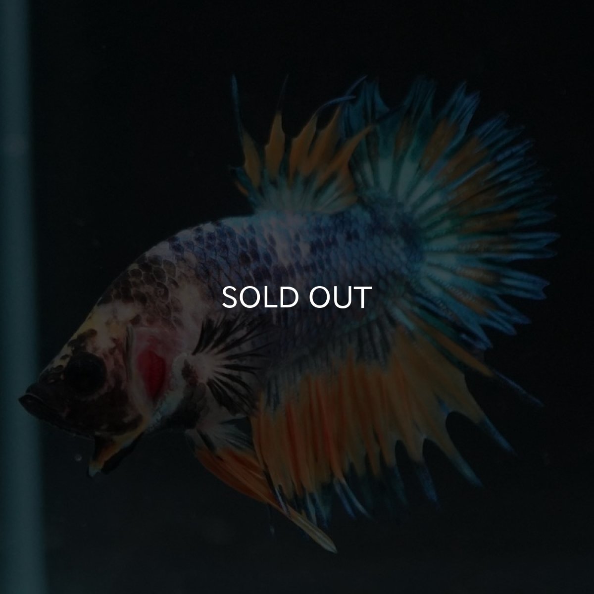 画像7: CTPK イエローファンシー (7)