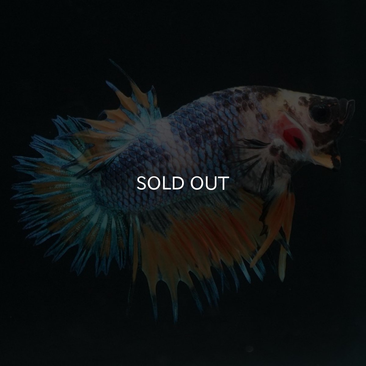 画像4: CTPK イエローファンシー (4)