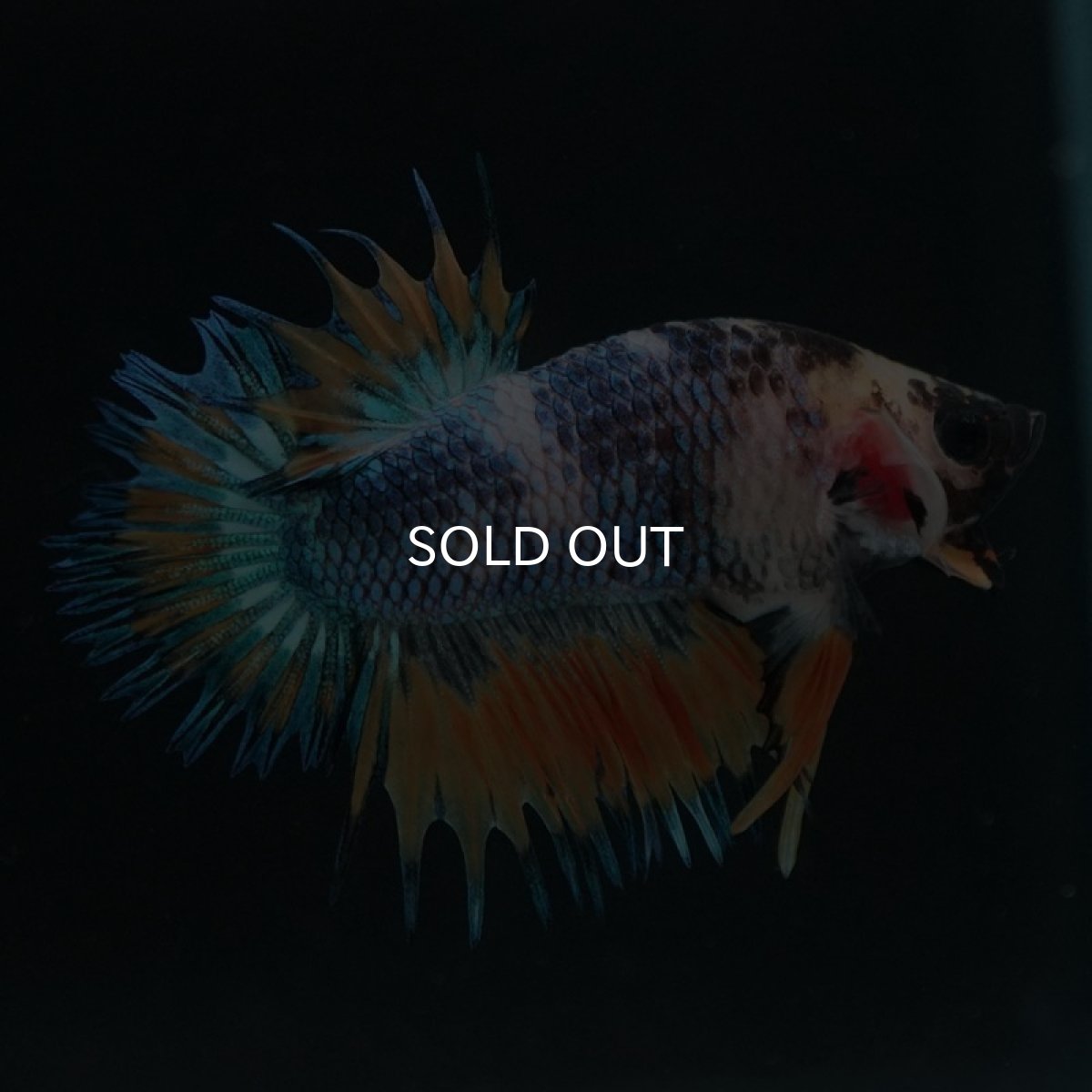 画像2: CTPK イエローファンシー (2)