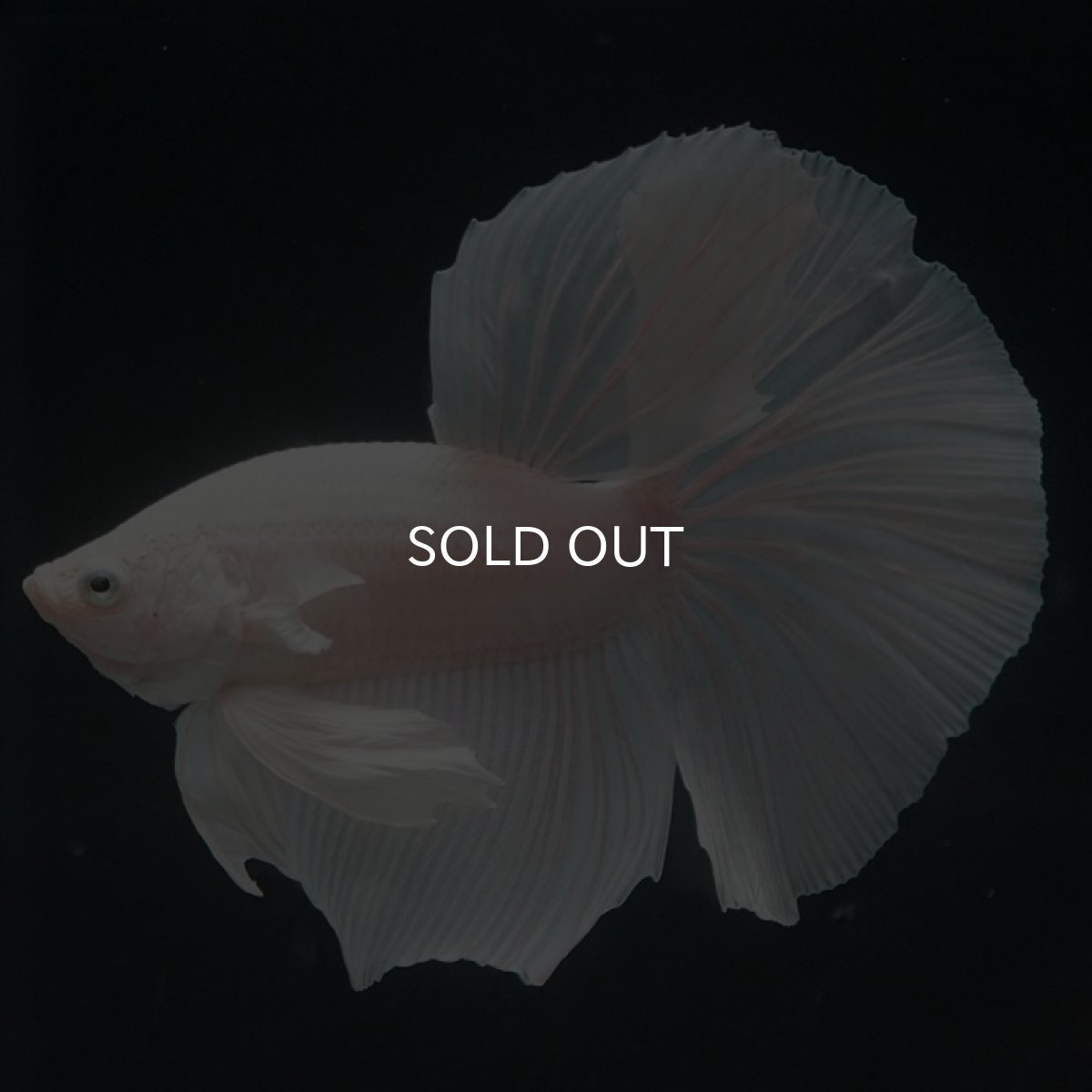 画像5: HM ホワイト (5)