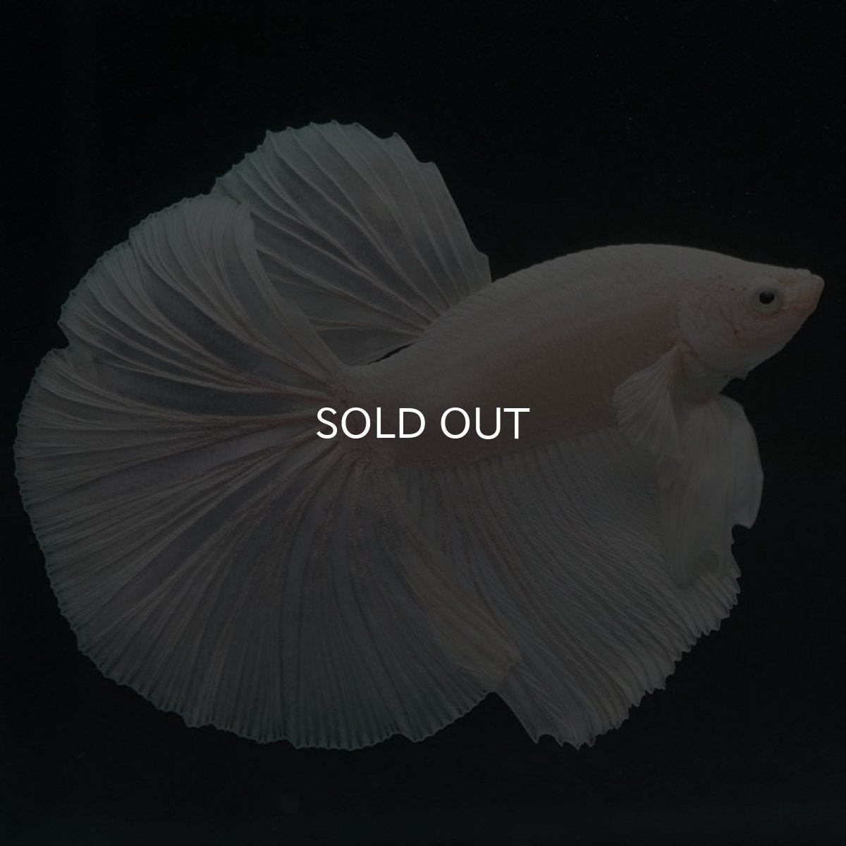 画像6: HM ホワイト (6)