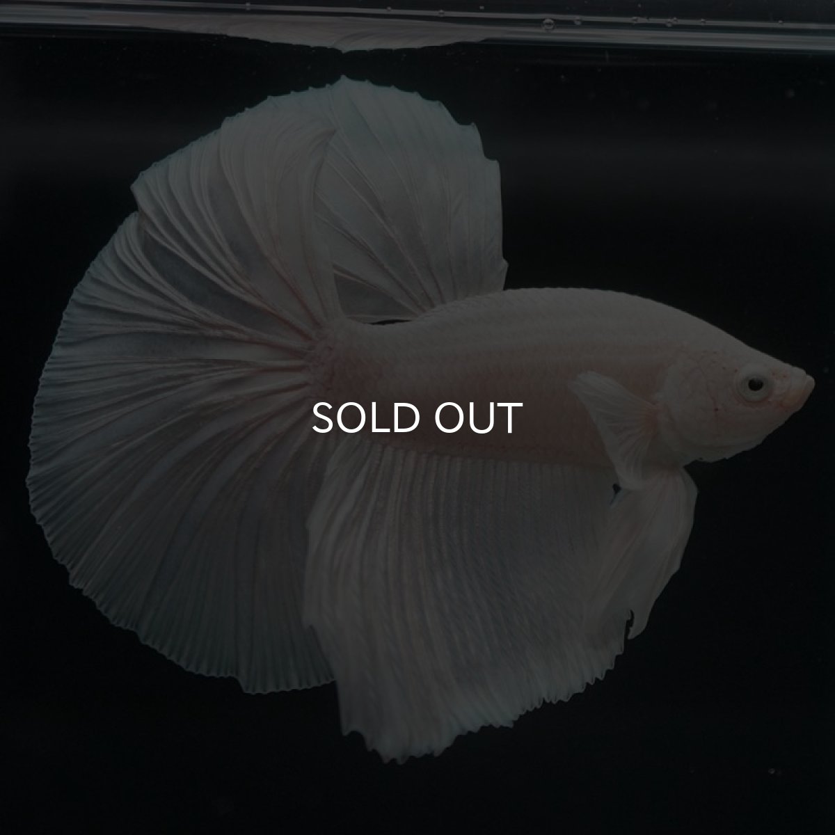 画像4: HM ホワイト (4)