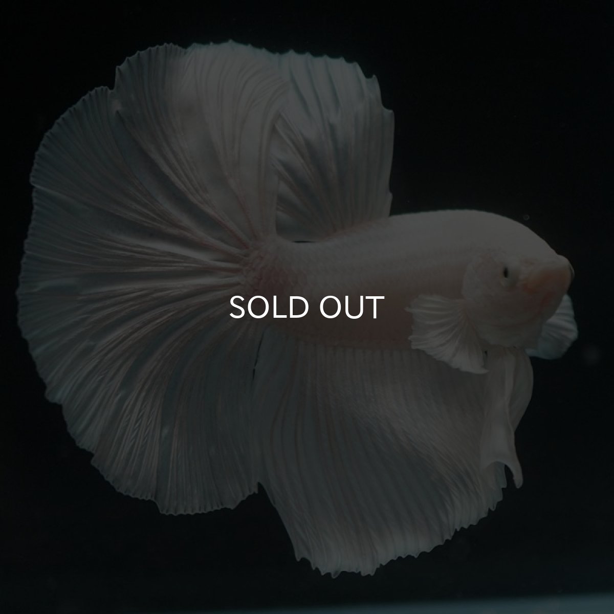 画像3: HM ホワイト (3)