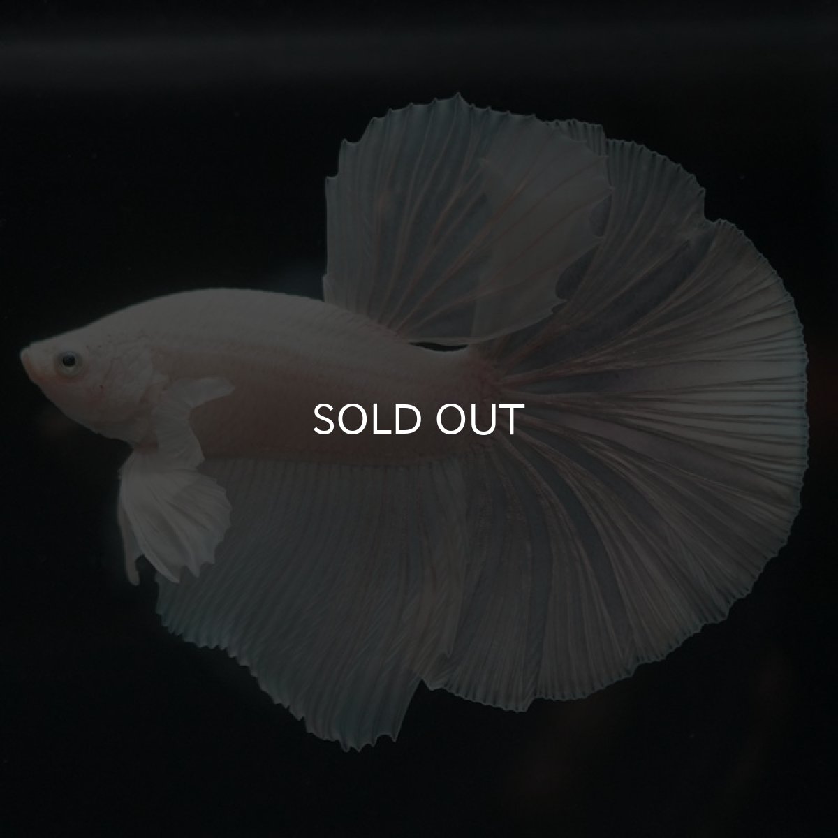 画像2: HM ホワイト (2)