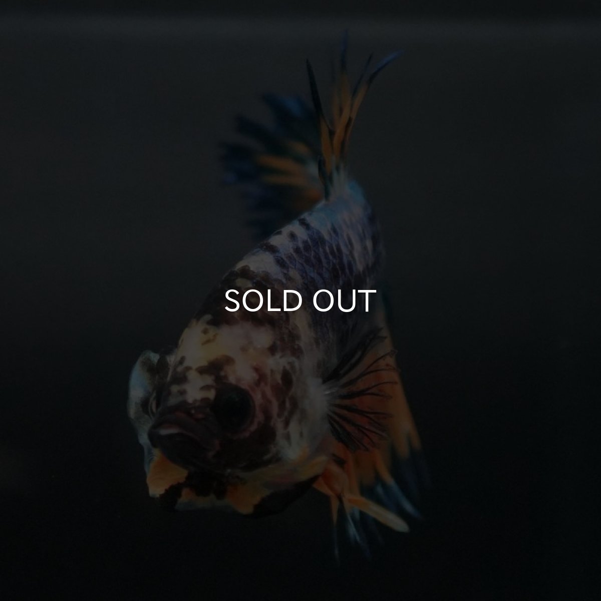 画像5: CTPK イエローファンシー (5)