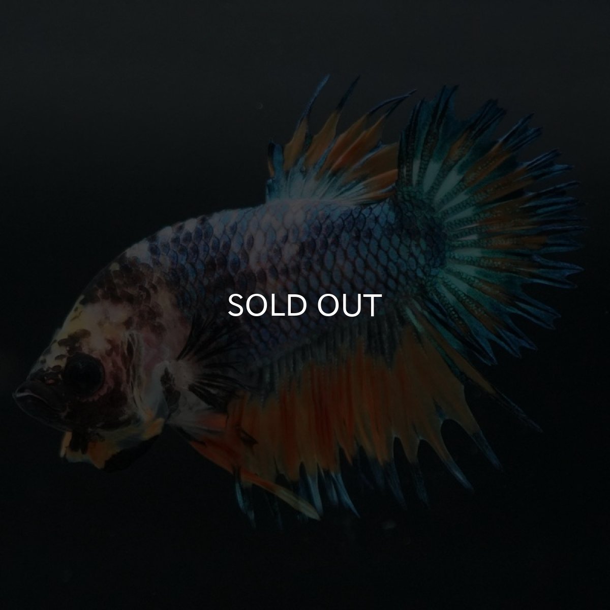 画像3: CTPK イエローファンシー (3)