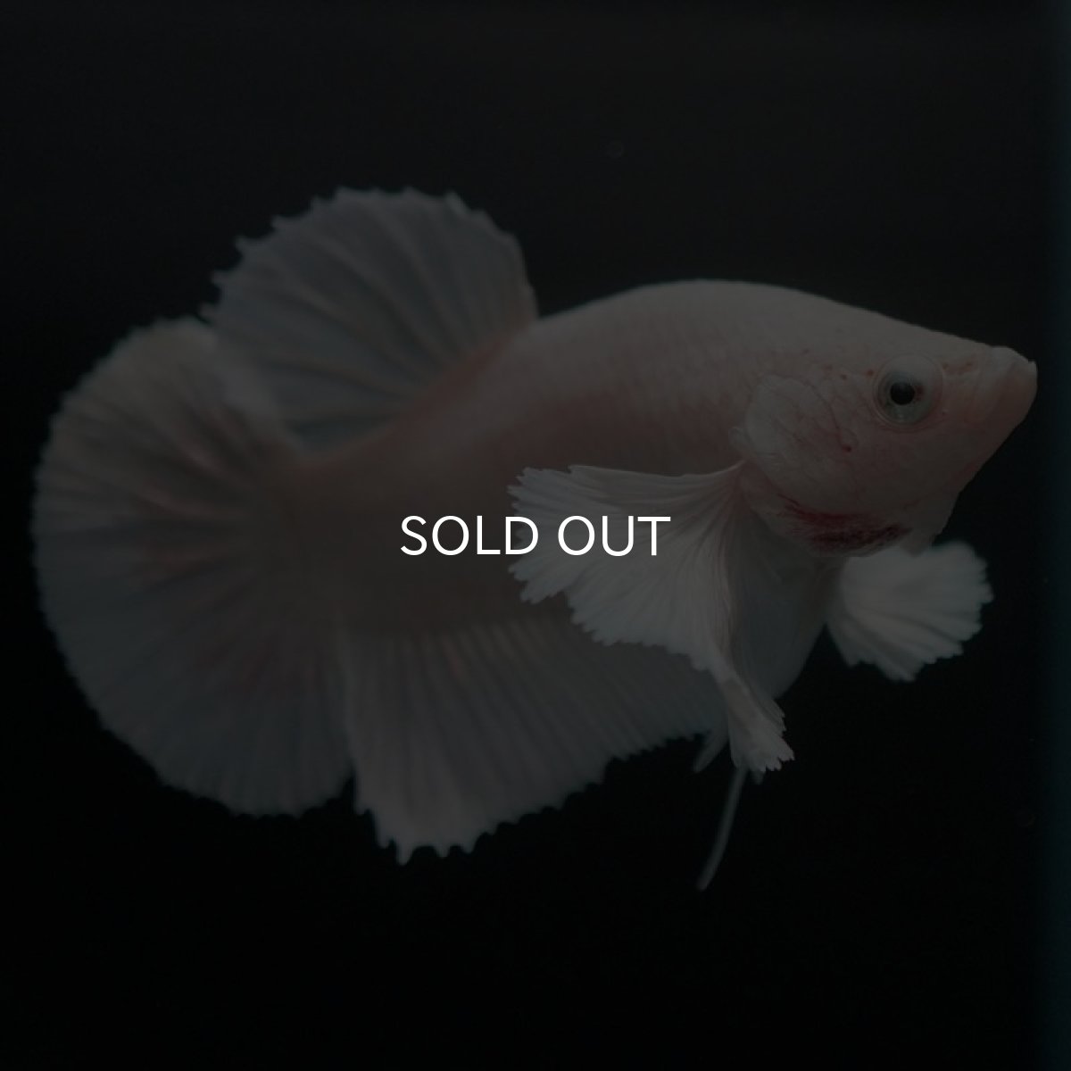 画像6: HMPKダンボ　ホワイト (6)