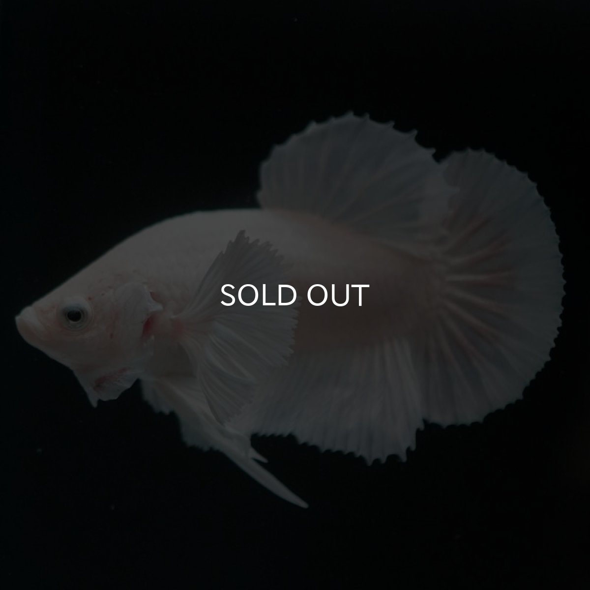 画像4: HMPKダンボ　ホワイト (4)