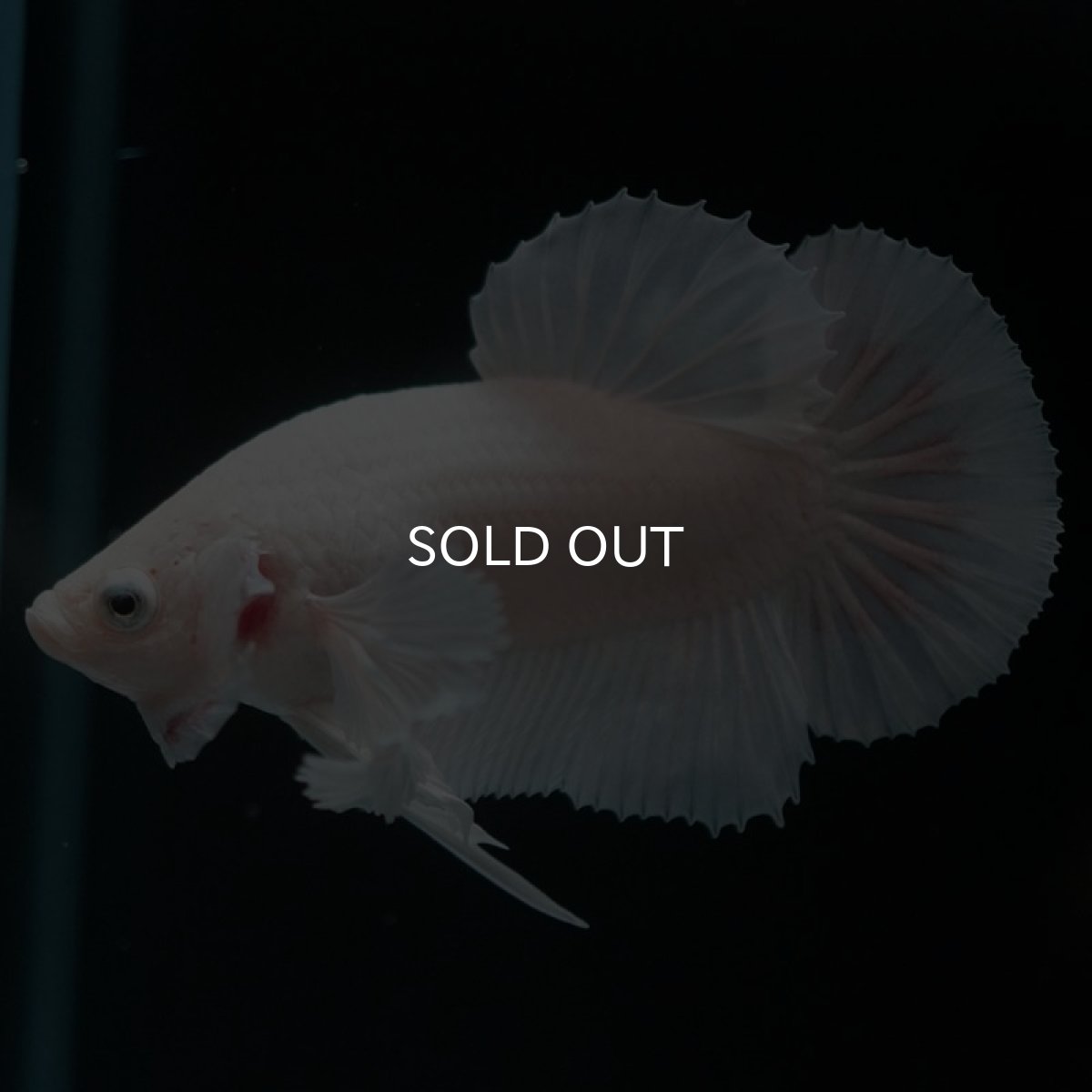 画像2: HMPKダンボ　ホワイト (2)