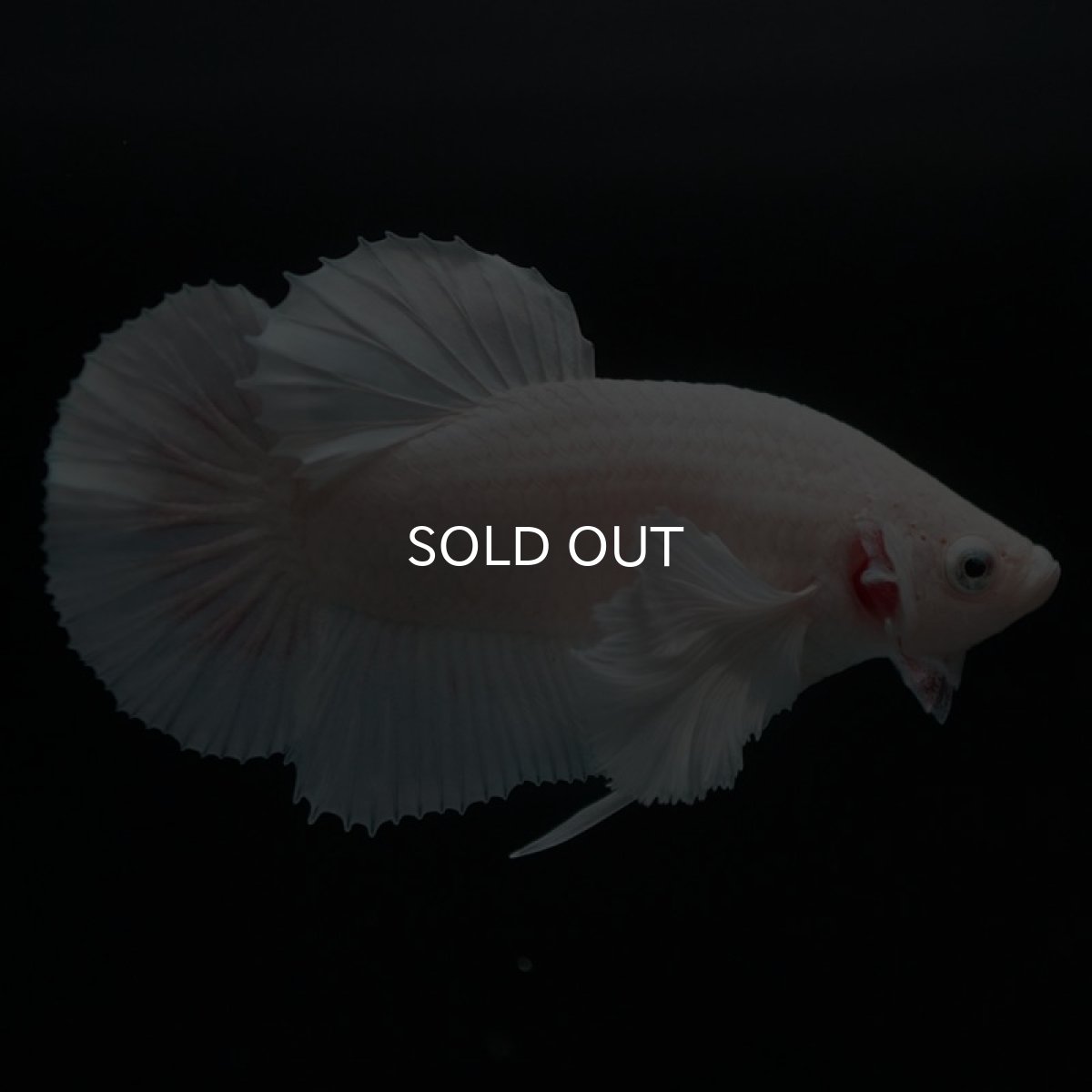 画像5: HMPKダンボ　ホワイト (5)