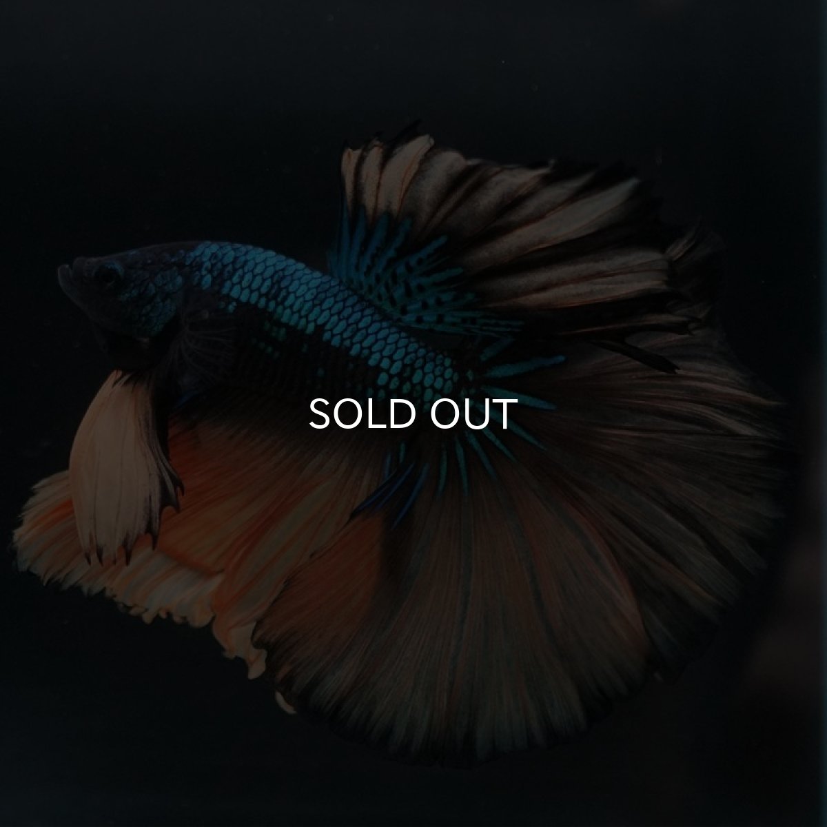 画像4: HM マスタードガス (4)