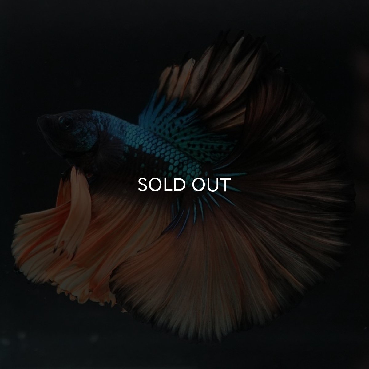 画像2: HM マスタードガス (2)