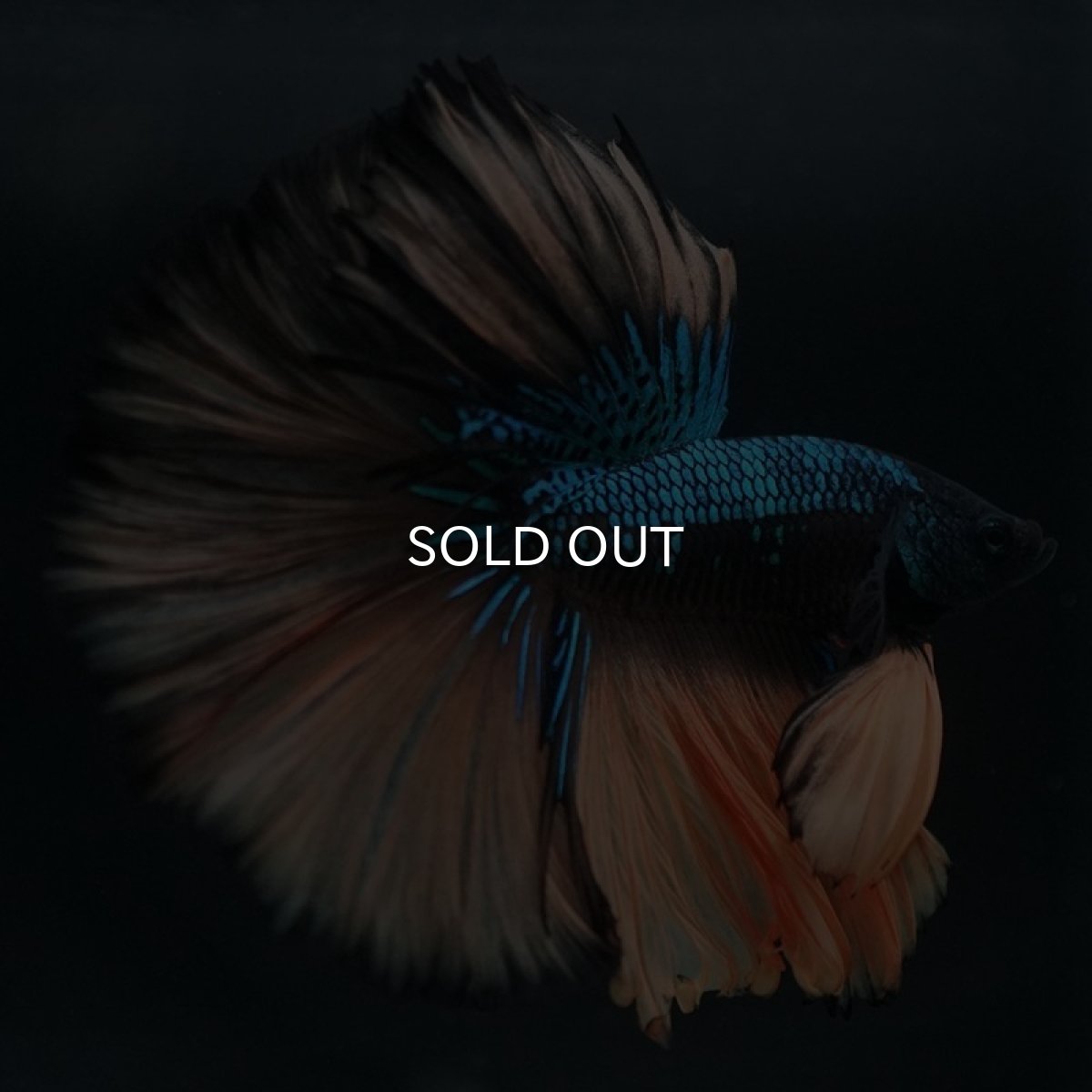 画像5: HM マスタードガス (5)